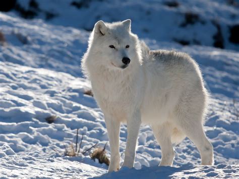 Tundra Animal Facts And Information