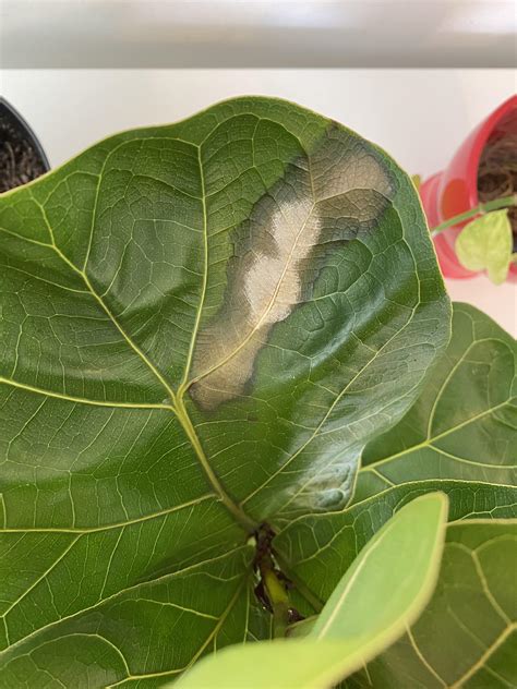 Brown White Spots On My Fiddle Leaf Fig Rplantclinic