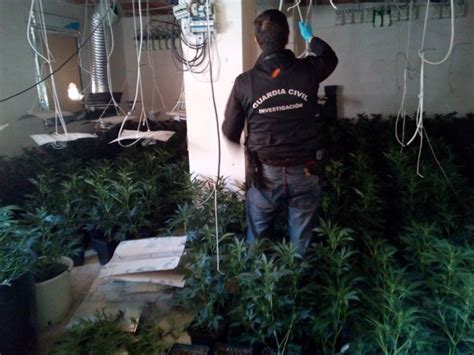Intervenidas Casi 2500 Plantas De Marihuana En Loja Y Tocón Granada