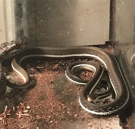 For Sale Blue Striped Ribbon Snakes 2019 Faunaclassifieds