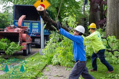Long Island Tree Service Company Nyc Clearview Tree And Land Corp