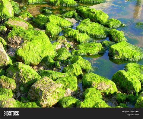 Green Algae On Rocks Image And Photo Bigstock