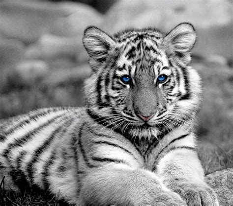 Download White Tiger Wallpaper By Sonia 45 Free On Zedge Now