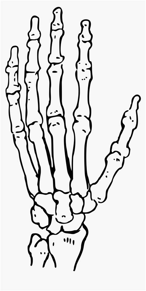 Bones Of The Hand Big Image Png Human Hand Skeleton Drawing
