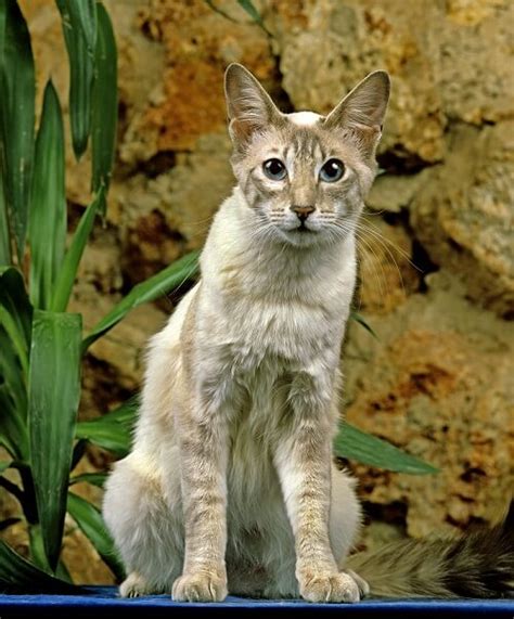 The oriental longhair is analogous to the balinese and javanese. Oriental Longhair Cat Breed: Size, Appearance & Personality