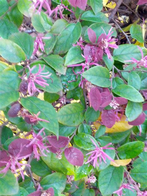Razzleberri — Notable Chinese Fringe Flower The Smarter Gardener