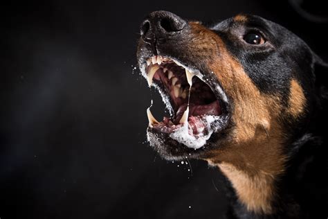 Rabia En Perros Contagio SÍntomas Y Tratamientos
