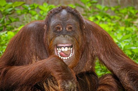 Portrait Of Orangutan Laughing Universal Studios Theme Park