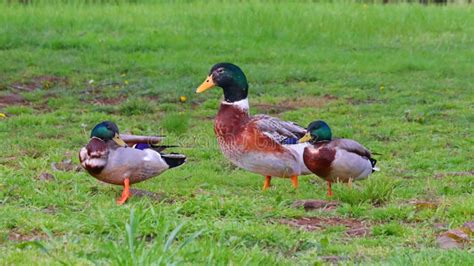 Large Mallard Duck With 2 Smaller Ducks Standing In The Grass Stock