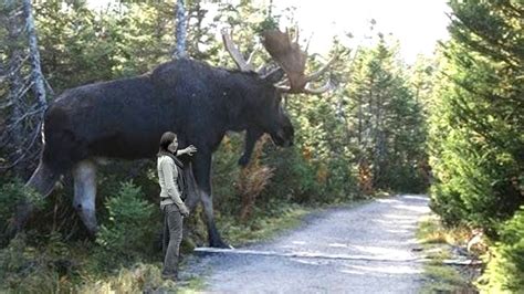 Top 108 Worlds Biggest Animals Ever Caught