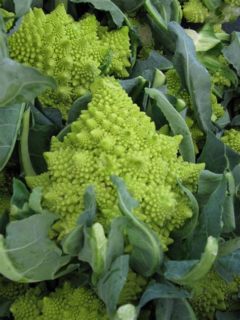 How To Grow Broccoli Harvest To Table Romanesco Broccoli Growing