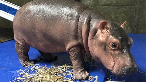 A Day In The Life Of Fiona The Baby Hippo