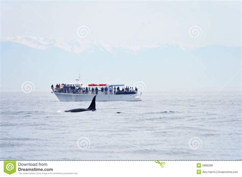 British Columbia Whale Watching Stock Photo Image Of