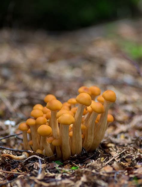 Magic Mushrooms Tasmania All Mushroom Info
