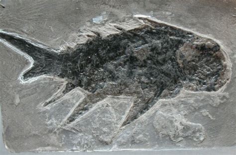 Devonian Fossil Fish Diplacanthus