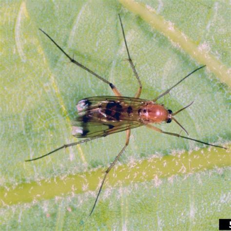 Edible Gardening Series Question Of The Week Fungus Gnats Ufifas