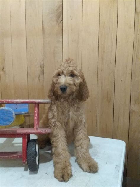 Watch these amazing golden irish puppies grow up to 8 weeks old while listening to the their story. Bo Male Irish Goldendoodle $600 | Goldendoodle, Golden ...
