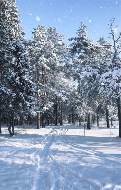 Magic Pine Forest In Winter Season In Snow Stock Photo Image Of