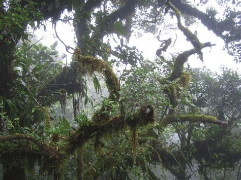 1 Tropical Andean Cloud Forest With Epiphytes Hanging From Tree Trunk