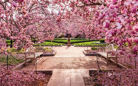 Cherry Blossoms At The National Mall Washington Dc Cherry Blossom