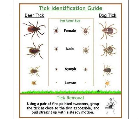 Tick Identification Guide Weve Been Pulling Out Quite A Bit Of