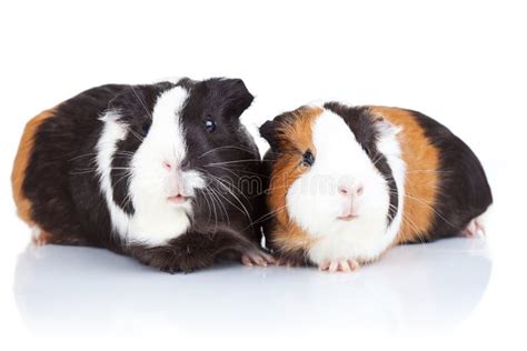 Two Cute Guinea Pigs Stock Image Image Of Brown Pigs 21705039