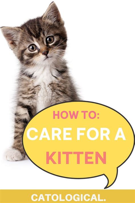 How To Care For And Take Care Of A New Baby Kitten Like An Expert In