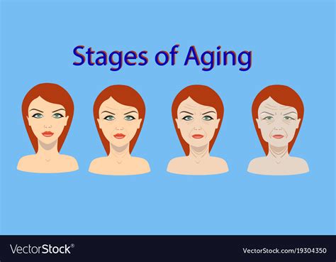 Aging Process Four Stages Of Face Changing Vector Image