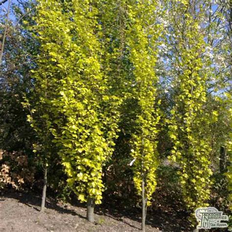 Buy Golden Yellow Beech Tree Fagus Sylvatica Dawyck Gold Jackson