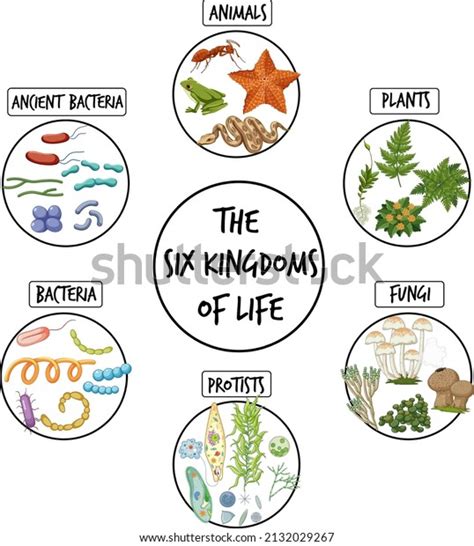 Diagram Showing Six Kingdoms Life Illustration Stock Vector Royalty