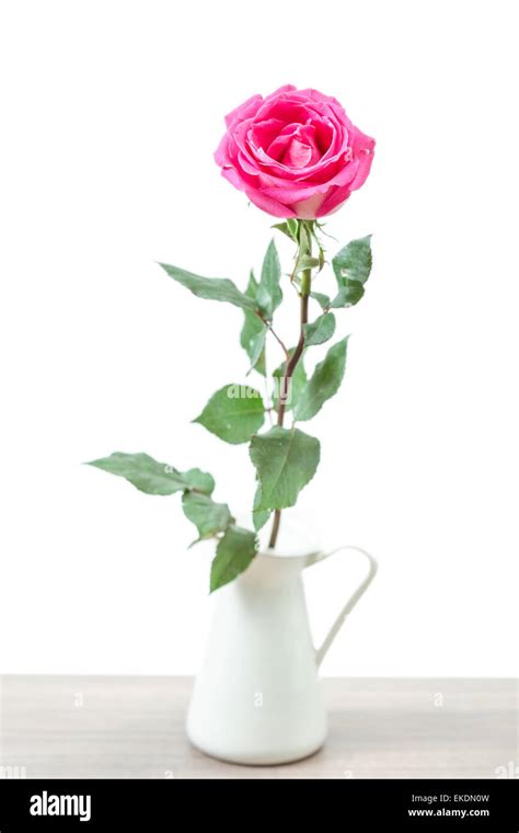 Pink Rose Isolated Stock Photo Alamy