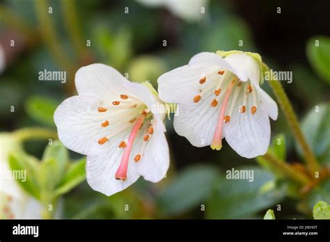 Dwarf Rhododendron Hi Res Stock Photography And Images Alamy