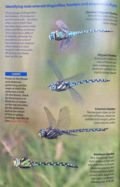 Arcticory Britains Dragonflies