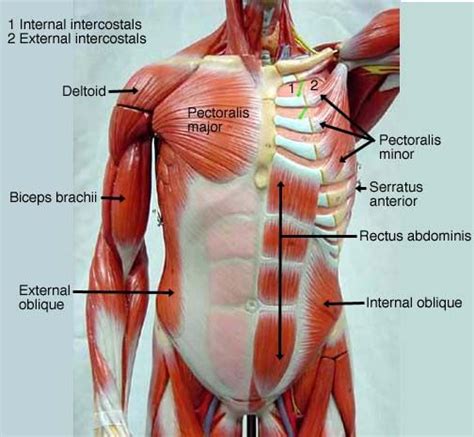 There are three muscles that lie in the pectoral region and exert a force on the upper limb. torso model muscles with labels - Google Search | Muscle ...