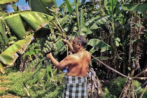 At This Banana Farm The Bunches Grow In 430 Shapes And Sizes Gastro Obscura