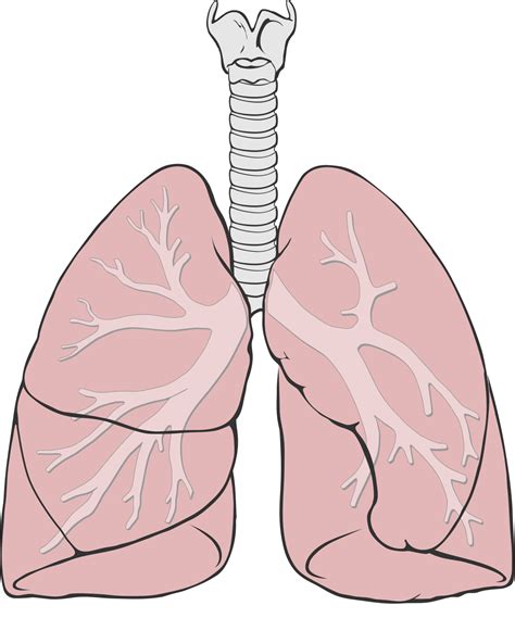 Pulmones Wikipedia La Enciclopedia Libre Lungs Art Lungs Drawing