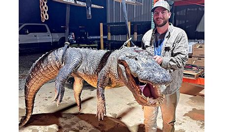 Monster 800 Pound Gator Gives Mississippi Alligator Hunter The Story Of