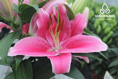 Gentle Romance Oriental Lily Van Den Bos Flowerbulbs