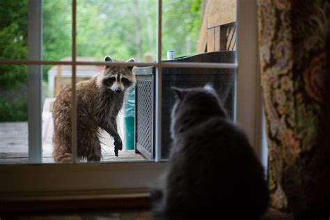 Do Raccoons Attack And Eat Cats Test Cào Bài