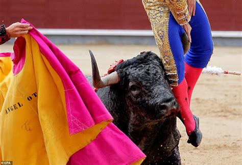 Matador Is Gored In The Groin And Rushed To Hospital Daily Mail Online