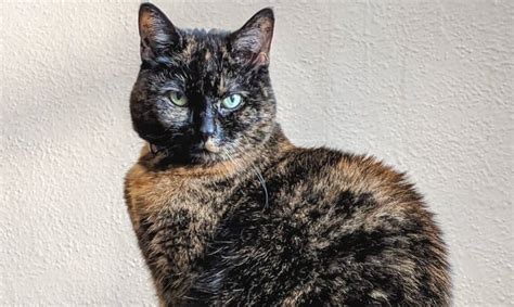 Is Tortitude Real The Truth About Tortoiseshell Cats Shed Happens