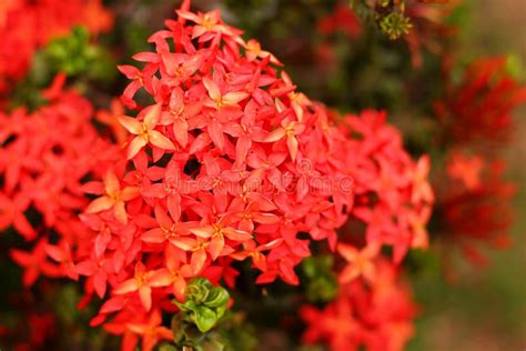 Beautiful Red Flower In The Garden Stock Image Image Of Growth