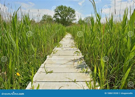 Wooden Walkway Across Wetland Stock Photo Image Of Grass Landscapes