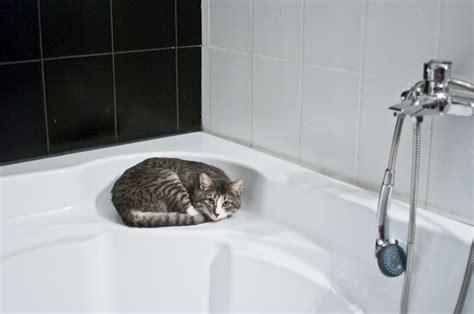Free Images Floor Cat Sink Room Bathroom Tap Shower Head Bidet