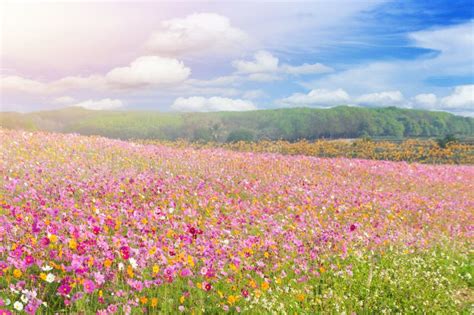 Beautiful Of Colorful Cosmos Flowers Field Stock Image Image Of Pink