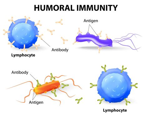 Adaptive Defenses Humoral Immunity