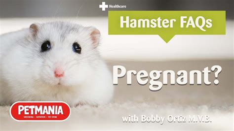 My Hamster Is Pregnant What Should I Do Hamster Faqs With Bobby