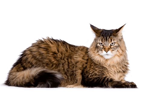 Maine Coon Cat Breeds Know Facts About Them Pets Nurturing