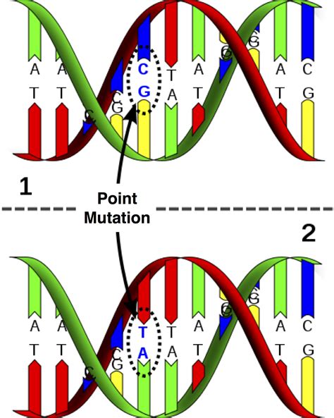 Counting Point Mutations Bioinformatics