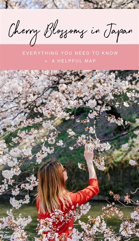 Japan Cherry Blossom Guide 2019 — This Life Of Travel Japan Travel